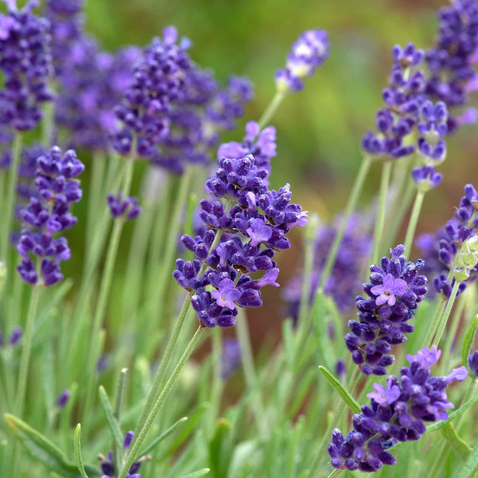 Lavandula 'beezee Dark Blue' Compact Pollinator-friendly English Lavender | 1 x 2L | Blue