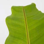 Hardy Banana - Musa Basjoo - Height 55-70cm - ⌀21cm | Set-of-1 | Green
