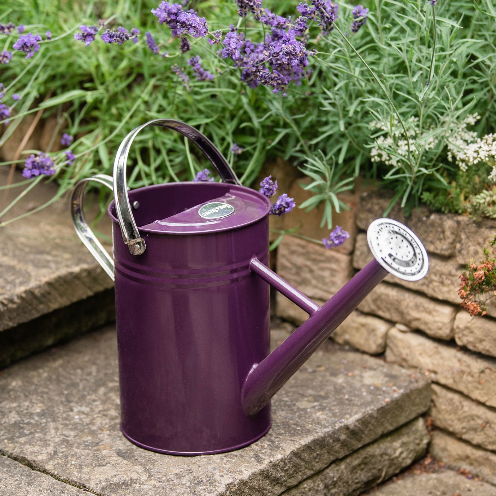 Galvanised Steel Watering Can | Deep Purple