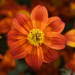 Bidens 'bee Happy Red Improved' Trailing Red Bedding Plant | 6 x Plug Plants | Red
