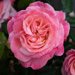 Rose 'sweet Romantica' - Hybrid Tea | 1 x Bare Root | Pink