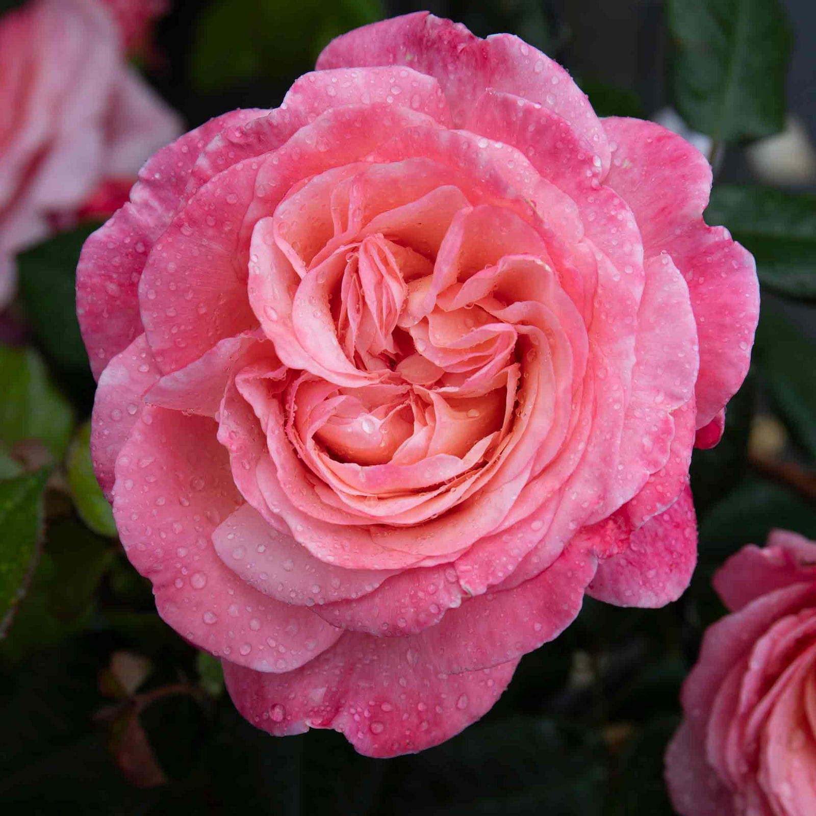 Rose 'sweet Romantica' - Hybrid Tea | 1 x Bare Root | Pink
