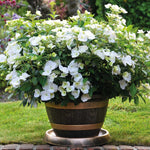 Thompson & Morgan Hydrangea Macrophylla Runaway Bride 2 Litre Potted Plant X 1