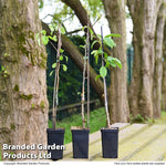 Mini Patio Fruit Tree Collection - 3 Potted Plants