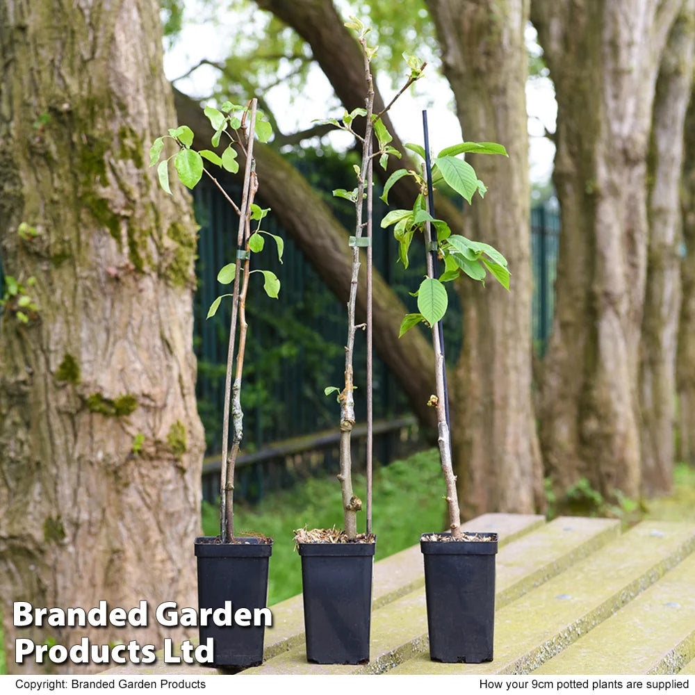 Mini Patio Fruit Tree Collection - 3 Potted Plants