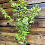 Acer Palmatum Summer Gold Extra Large Japanese Maple Tree 4-5ft In A 7.5 Litre Pot