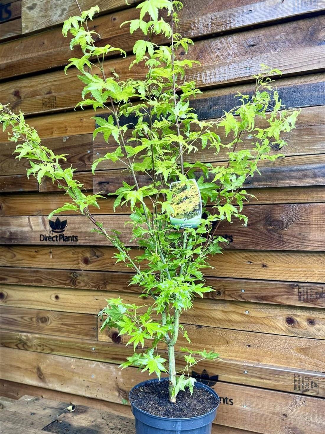 Acer Palmatum Summer Gold Extra Large Japanese Maple Tree 4-5ft In A 7.5 Litre Pot