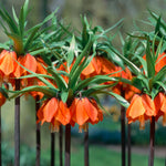 Hayloft Fritillaria Imperialis Rubra - Crown Imperial Fritillary - 6 x Bulbs