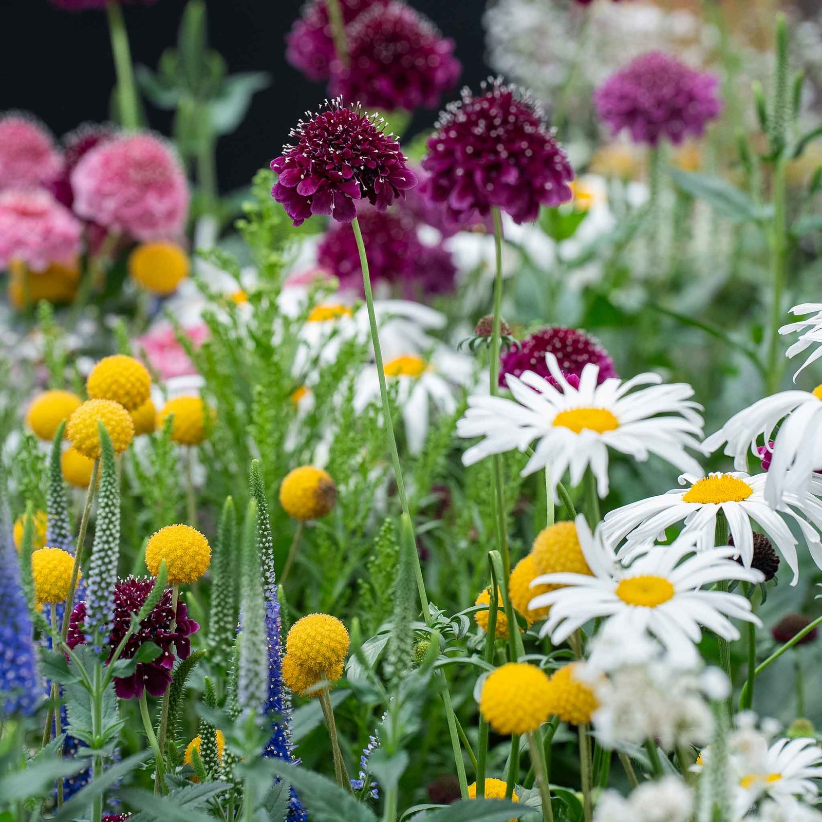 Scabious 'blackberry Scoop' Purple-black Pincushion Flowers | 12 x Plug Plants | Purple