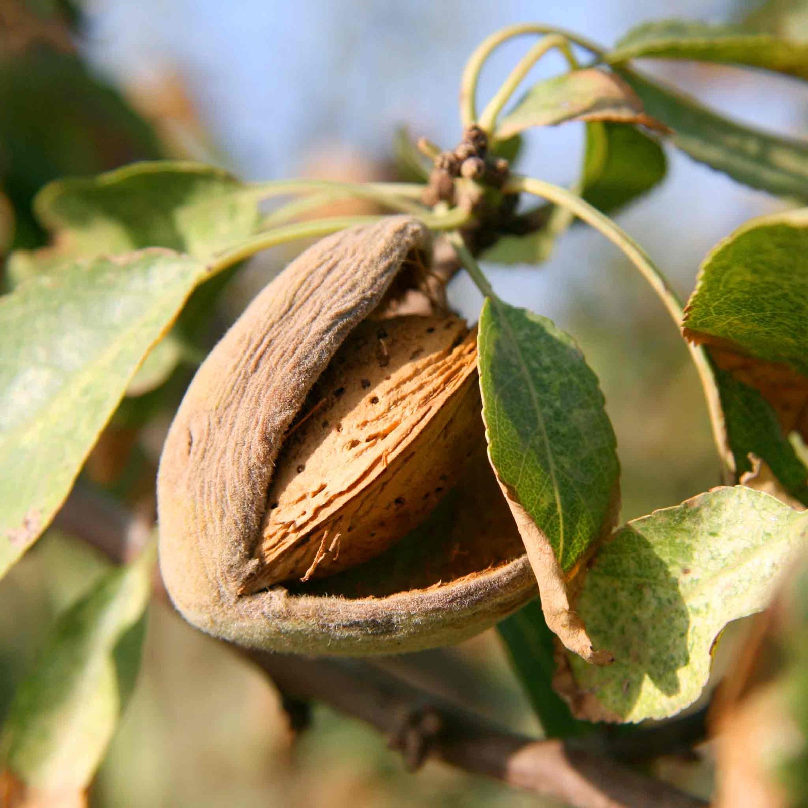 Almond Tree Self-fertile Bare Root | 1 x Bare Root