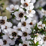 Direct Plants Leptospermum Leonard Wilson 3ft Large Evergreen Shrub Garden Plant