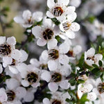Leptospermum Leonard Wilson 3ft Large Evergreen Shrub Garden Plant