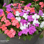 Thompson & Morgan Busy Lizzie Pearl Island Garden Ready Plants For Summer Colour X48