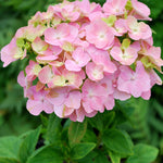 Hydrangea So Long Rosy Coumont - 8cm pot | Set-of-1 | Pink