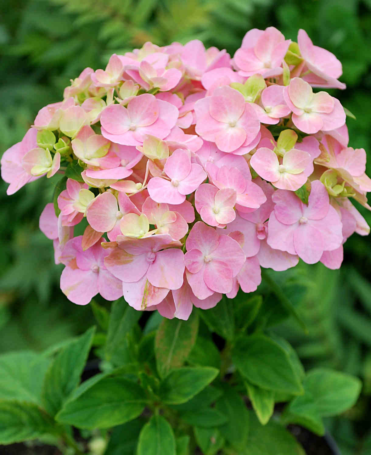 Hydrangea So Long Rosy Coumont - 8cm pot | Set-of-1 | Pink