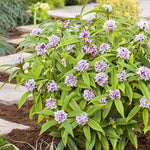 Daphne Collection - Scented Evergreen Plants | 3 x 1.5l | Multi