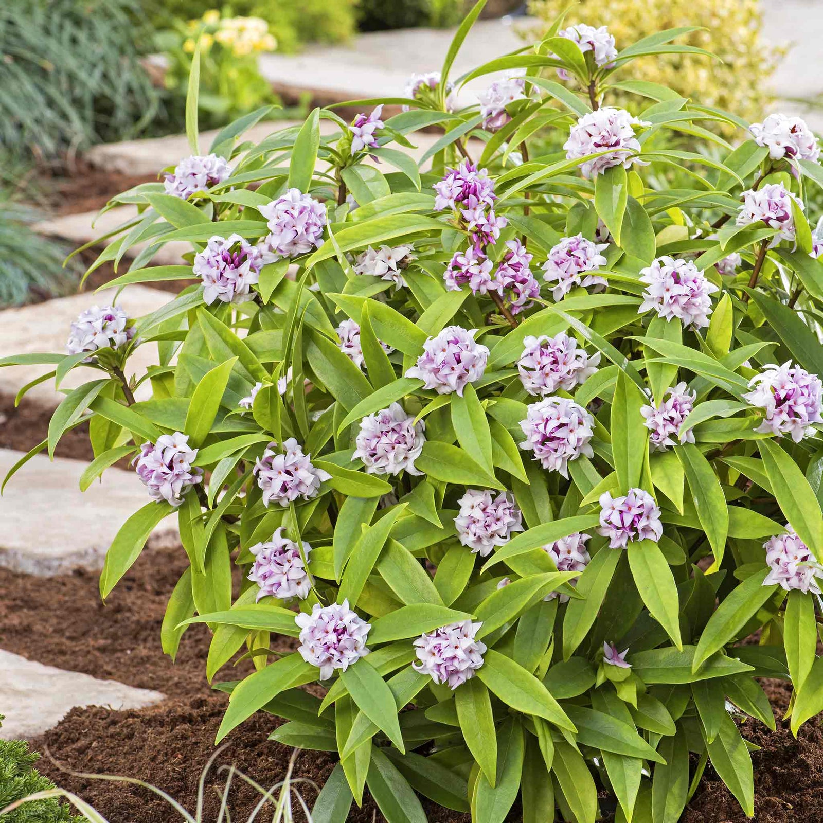 Daphne Collection - Scented Evergreen Plants | 3 x 1.5l | Multi