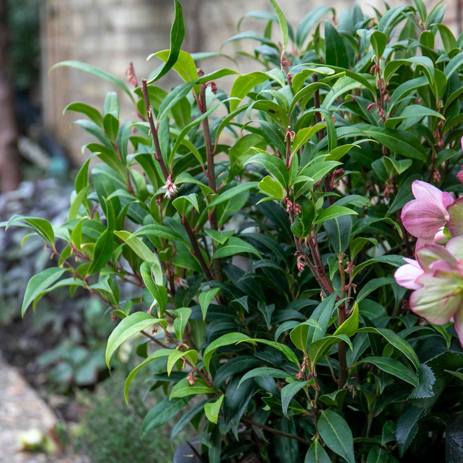 Sarcococca Hookeriana 'winter Gem' - Hardy Evergreen Fragrant Shrub | 1 x 2L | Red & White