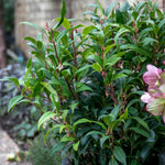 Sarcococca Hookeriana 'winter Gem' - Hardy Evergreen Fragrant Shrub | 1 x 5L | Red & White