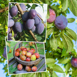 Plum Twin Tree 'victoria & Hauszwetsche' - Dual-variety Semi-dwarf Plum | 1 x Bare Root