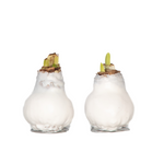 Amaryllis - Hippeastrum 'wax White' - Flower Bulb - Red | Set-of-2 | Red