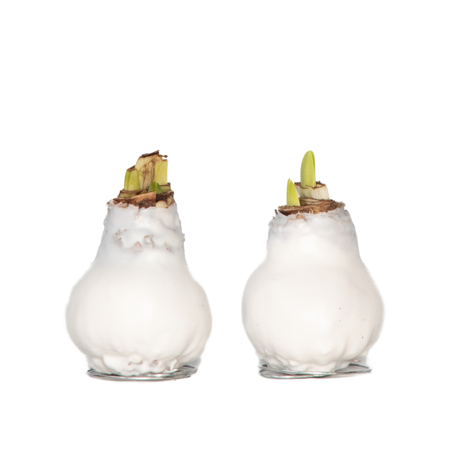 Amaryllis - Hippeastrum 'wax White' - Flower Bulb - Red | Set-of-2 | Red