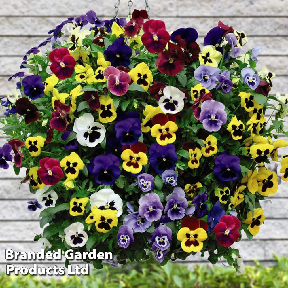 Pansy Universal Preplanted Hanging Basket | 8"