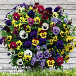 Pansy Universal Preplanted Hanging Basket | 14"