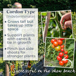 Tomato Seeds Cordon 'maisey' F1 | 8 Seeds