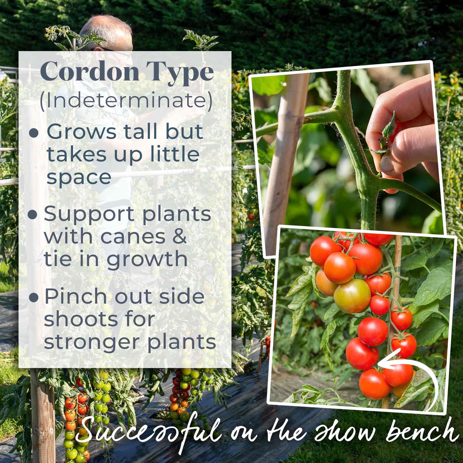 Tomato Seeds Cordon 'maisey' F1 | 8 Seeds
