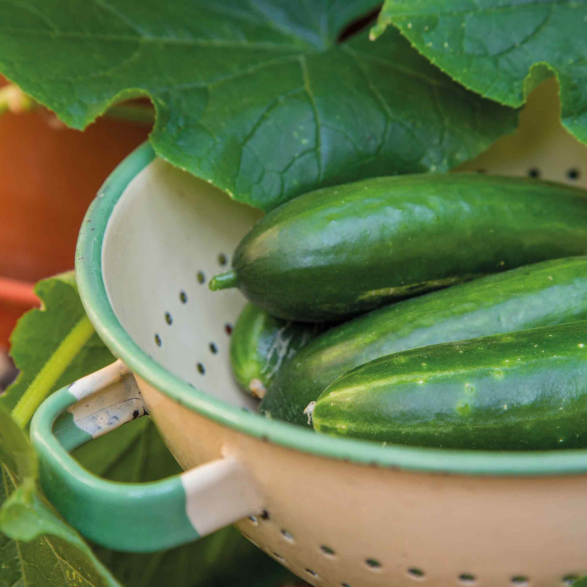 Cucumber Plant 'mini Munch' – Compact, High-yield (rhs Agm) Jumbo Plugs | Set of 6 | Green