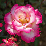 You're My Everything' Rose Of The Year 2025 Hybrid Tea Rose Bare Root | 1 x Bare Root | Pink & White
