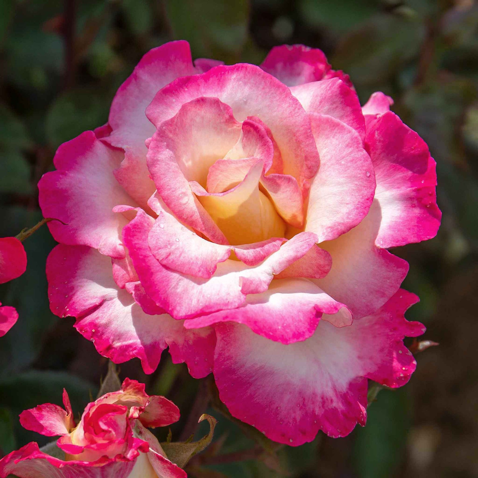 You're My Everything' Rose Of The Year 2025 Hybrid Tea Rose Bare Root | 1 x Bare Root | Pink & White