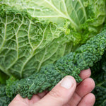 Savoy Cabbage 'serpentine' F1 Hybrid Garden Ready Plants | 12 x Garden Ready Plugs | Green