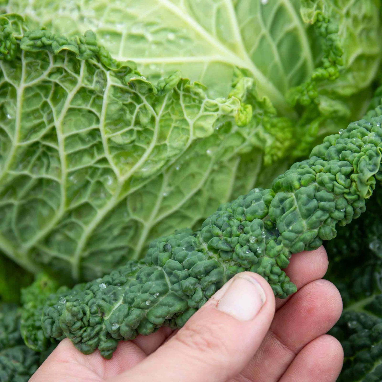 Savoy Cabbage 'serpentine' F1 Hybrid Garden Ready Plants | 12 x Garden Ready Plugs | Green