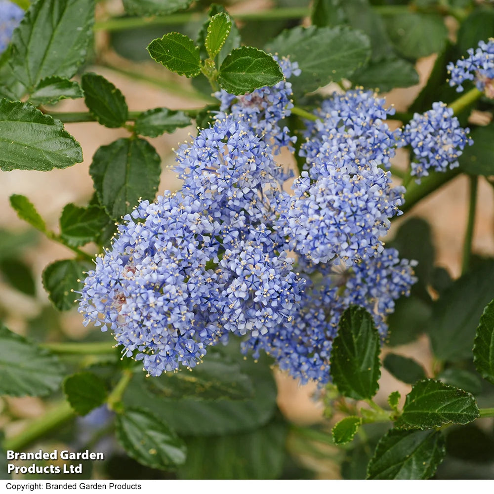 Thompson & Morgan Ceanothus Thrysifolius Repens 9cm Pot