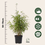 Chinese Fountain Bamboo - 2 Pcs. - Fargesia 'red Dragon' - H50-70cm - ⌀17cm | Set-of-2 | Green