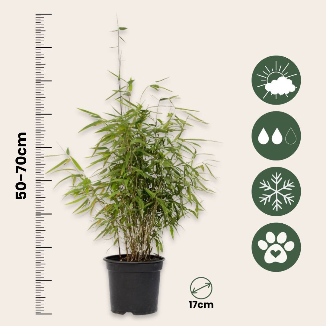 Chinese Fountain Bamboo - 2 Pcs. - Fargesia 'red Dragon' - H50-70cm - ⌀17cm | Set of 2 | Green