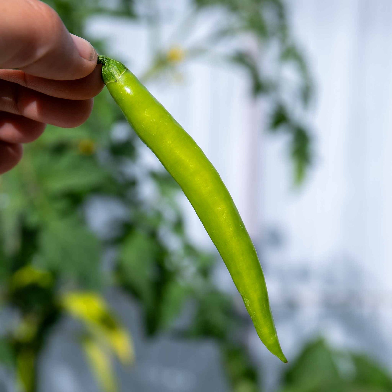 Chilli Grisu - Early Hot Restaurant-quality | 3 x 9cm | Red