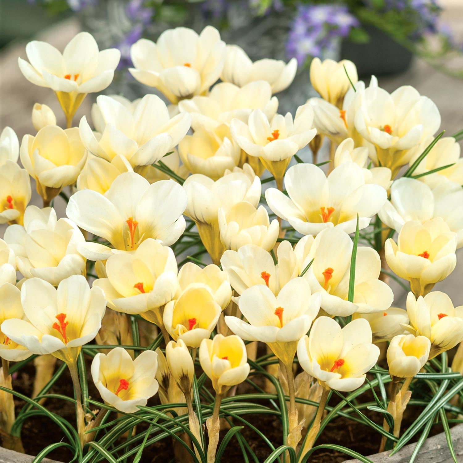 Crocus 'cream Beauty' | 20 x Bulbs | Cream