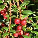 Chilean Guava Myrtus Ugni Plant, Strawberry Myrtle Supplied In A 9cm Pot