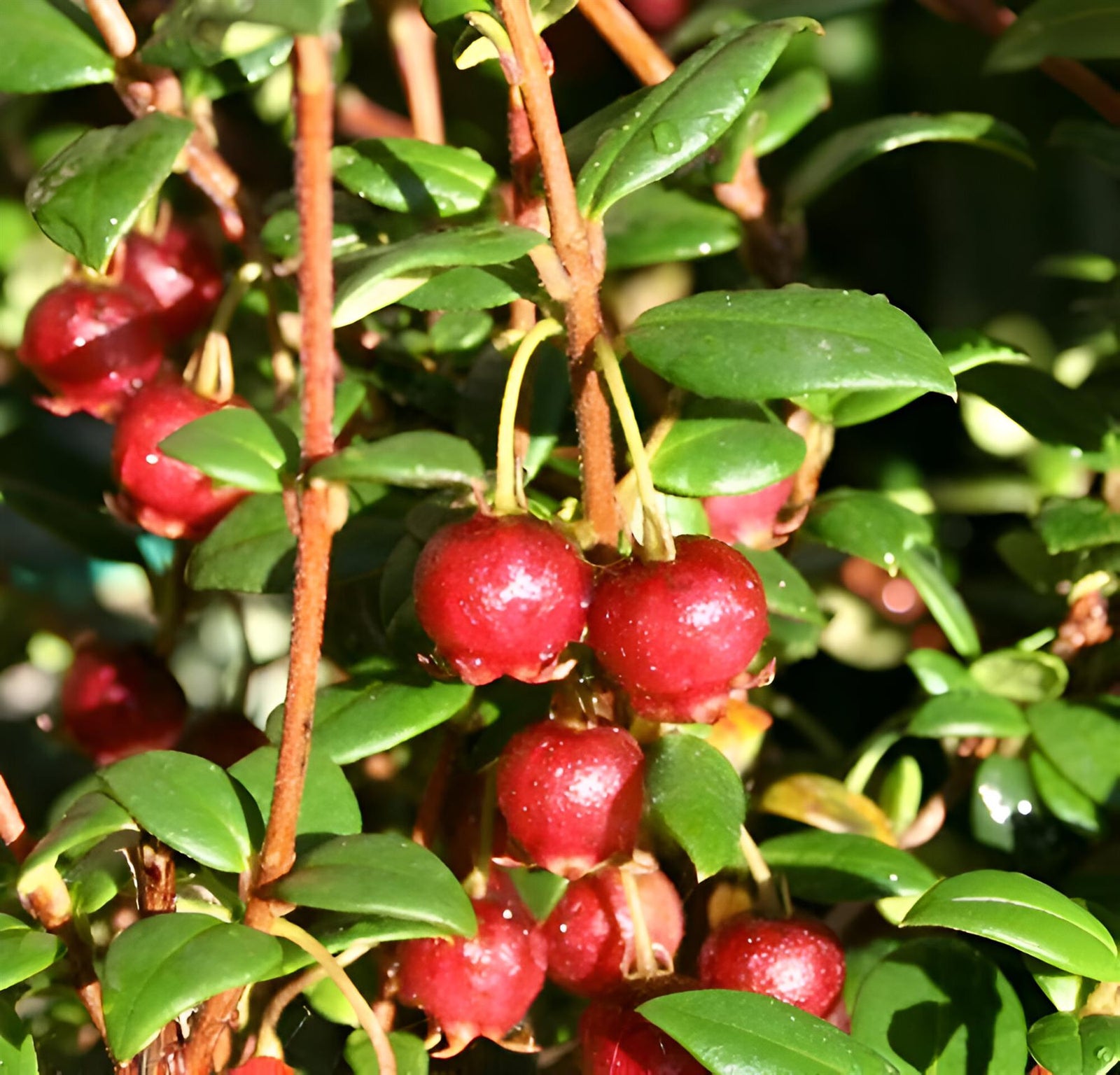 Chilean Guava Myrtus Ugni Plant, Strawberry Myrtle Supplied In A 9cm Pot