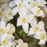 Hayloft Clematis Montana Grandiflora - 2l Pot On A Cane
