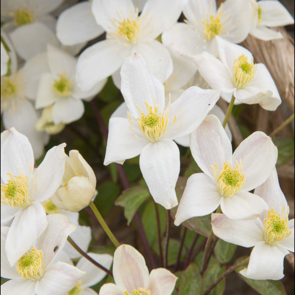 Hayloft Clematis Montana Grandiflora - 2l Pot On A Cane