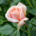 Rose 'joie Du Vivre' Floribunda - Rose Of The Year 2011 | 1 x Bare Root | Pink