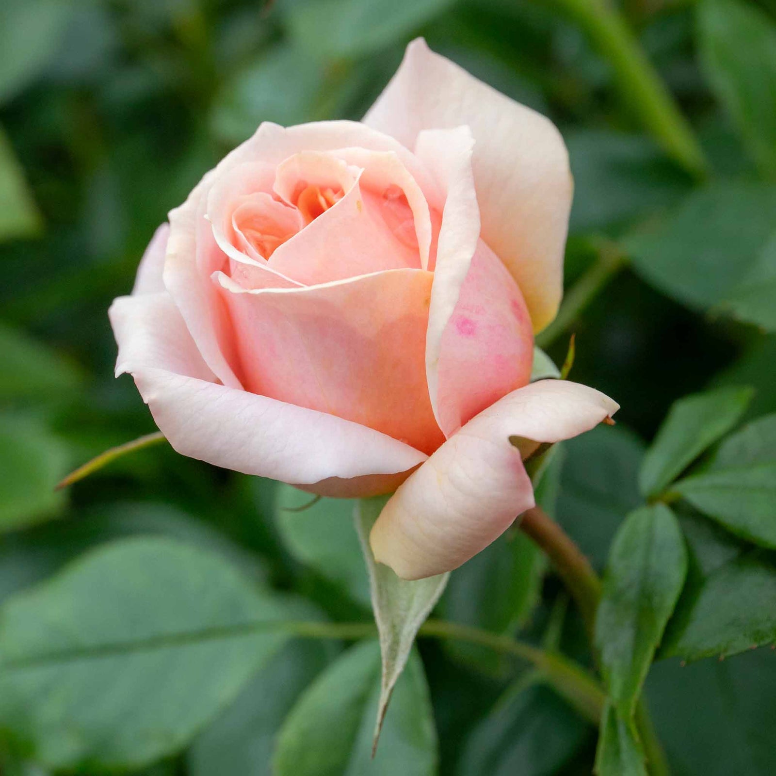 Rose 'joie Du Vivre' Floribunda - Rose Of The Year 2011 | 1 x Bare Root | Pink