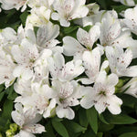 Alstroemeria 'inticancha White Magic' – Compact White & Burgundy Blooms Jumbo Plug Plants | Set of 3 | White