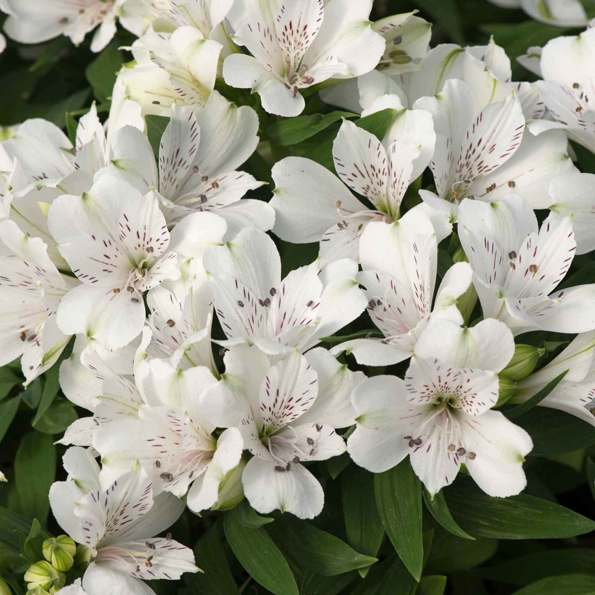Alstroemeria 'inticancha White Magic' – Compact White & Burgundy Blooms Jumbo Plug Plants | Set of 3 | White