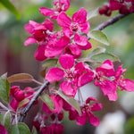 Malus Crimson Cascade Weeping Purple Crab Apple Tree 6ft Tall Supplied In A 12 Litre Pot