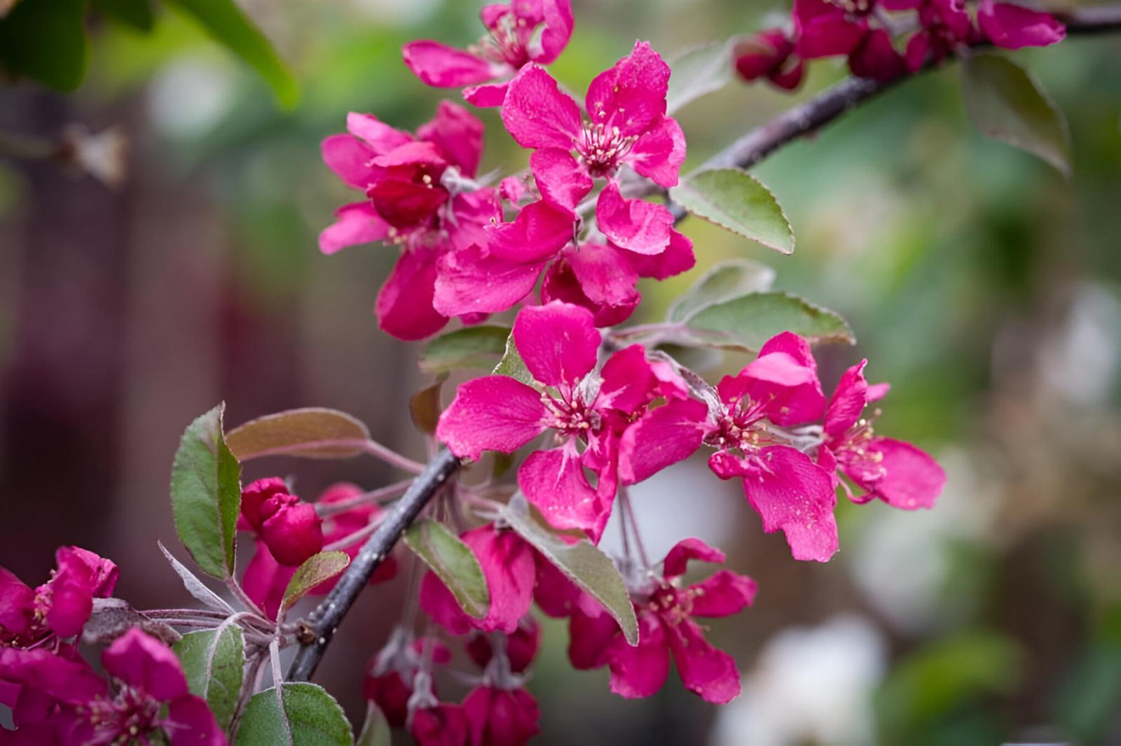 Malus Crimson Cascade Weeping Purple Crab Apple Tree 6ft Tall Supplied In A 12 Litre Pot